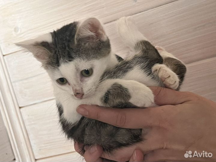 Котенок девочка в дар бесплатно в добрые руки