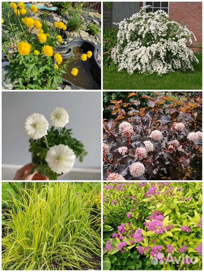 Для любителей редких растений Ваточник сирийский