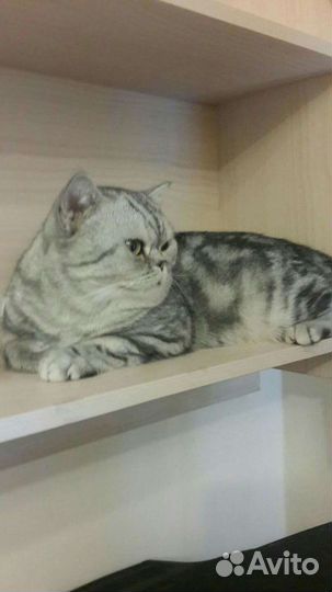 Шотландский кот вязка