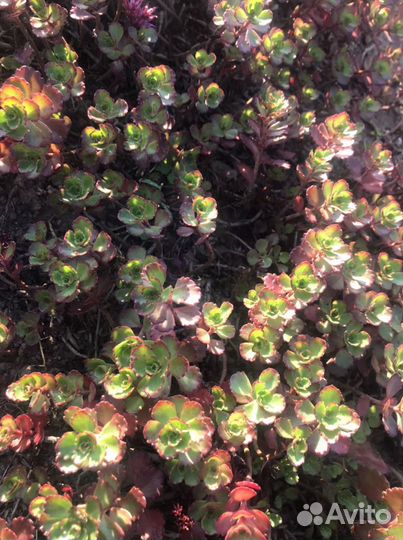 Многолетники