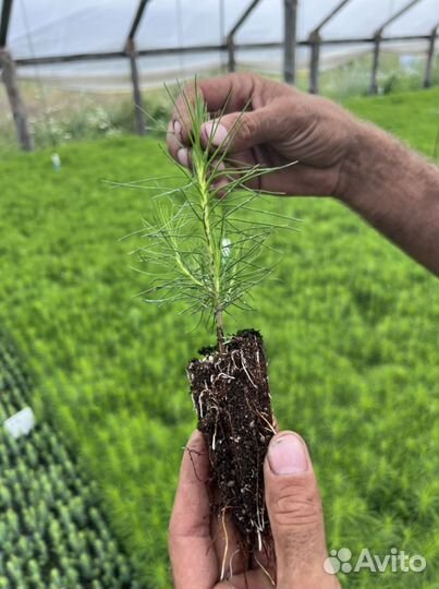 Сосна сеянцы с зкс и окс Лиственница Ель Кедр