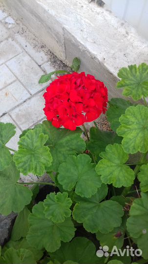 Герань пеларгония