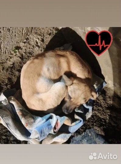 Собака в добрые руки