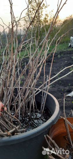 Рассада клубники купчиха