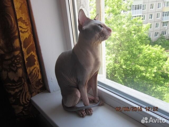 Кот