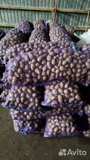 Семенной картофель гала Оптом