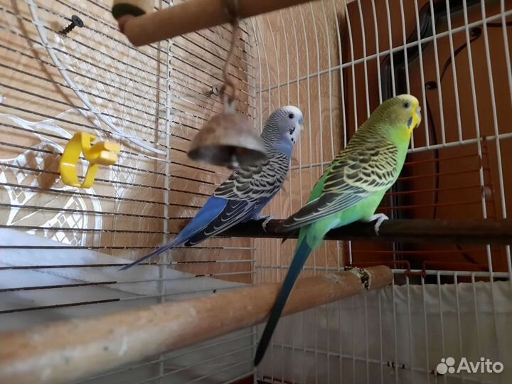 Волнистый попугай