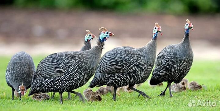 Цесарки, Ухейилюй (черные куры)