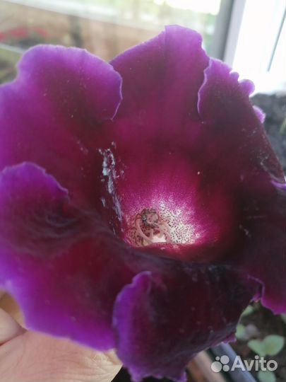 Семена глоксинии