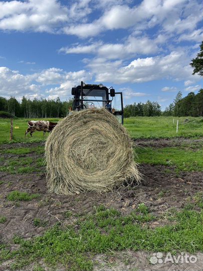 Сено в рулонах (3 центнера)