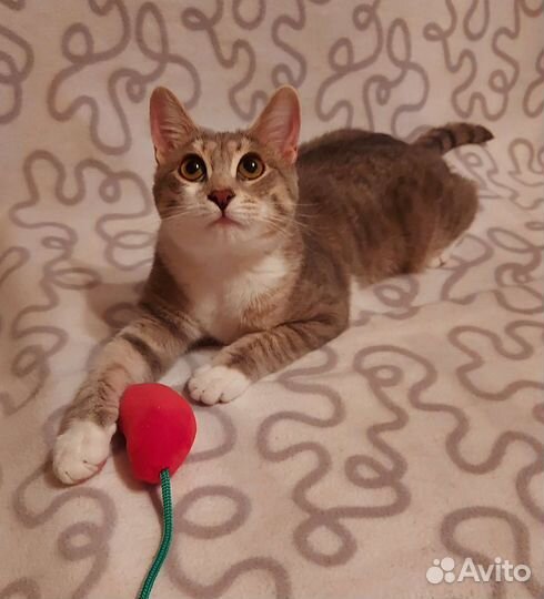 Молодая гладкошерстная кошечка