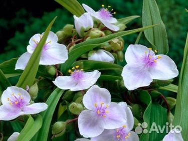 Традесканция садовая многолетняя