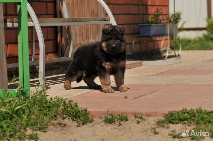 Длинношерстные щенки