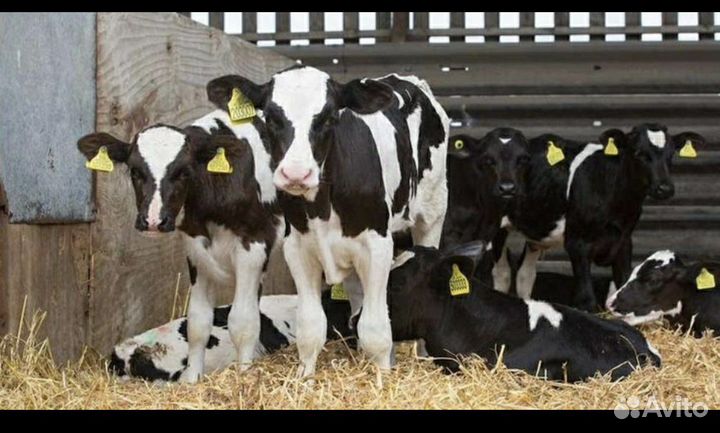 Телята и бычки 1 2 3 месяца