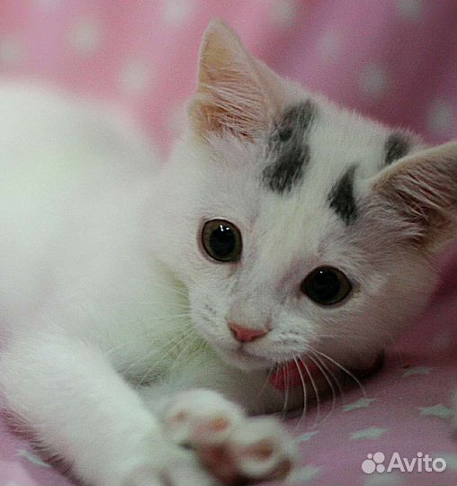 Беленький котенок девочка в дар