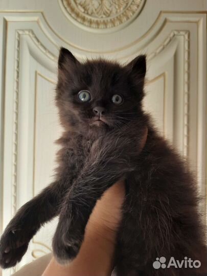 Вислоухие котята в добрые руки