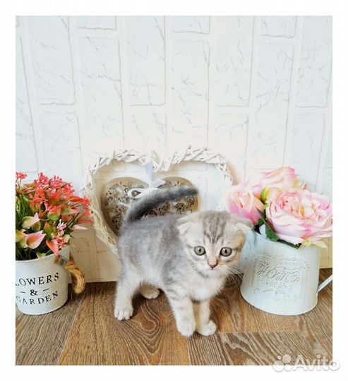 Вислоухие котята