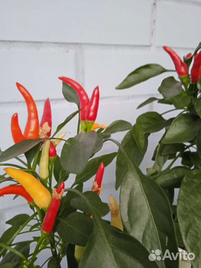 Острые комнатные перчики