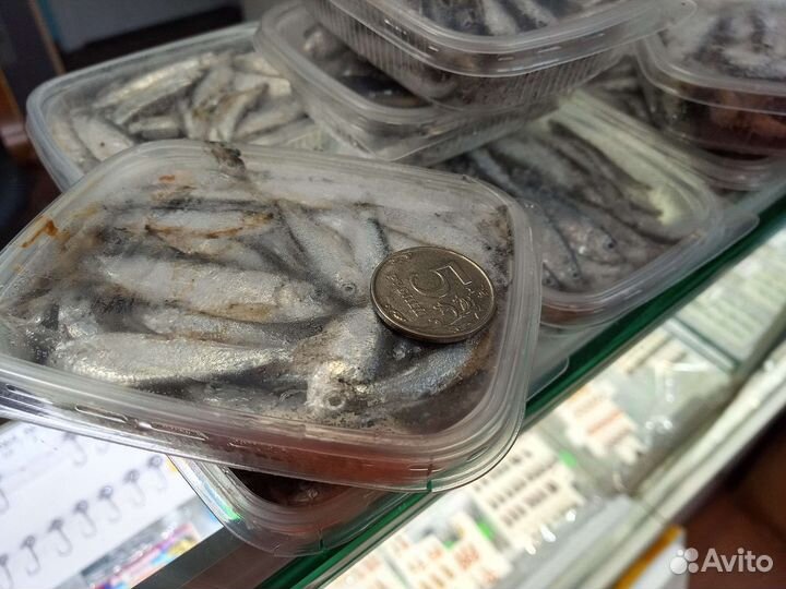 Тюлька на судака