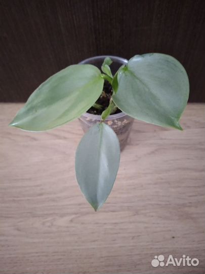 Филодендроны сортовые