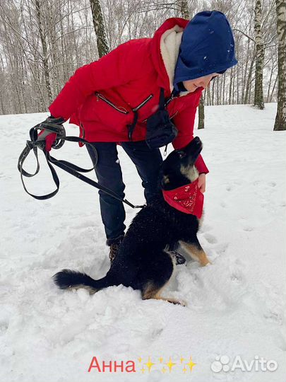 Щенок Эль ищет семью