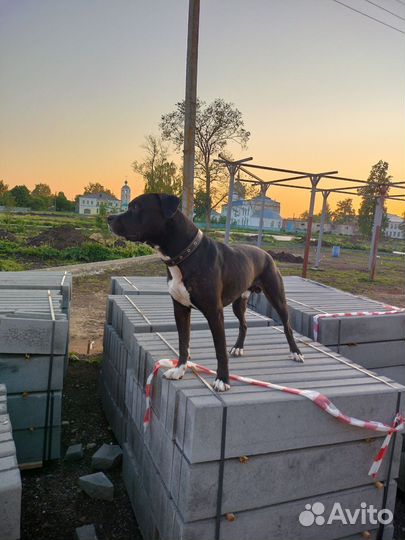 Питбуль вязка