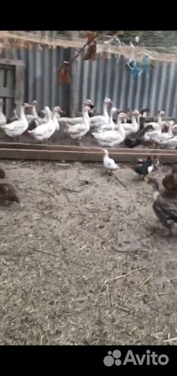 Гуси Линда продажа обмен