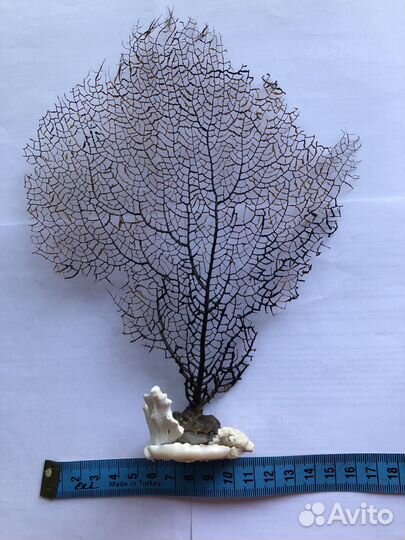 Сувенир морской