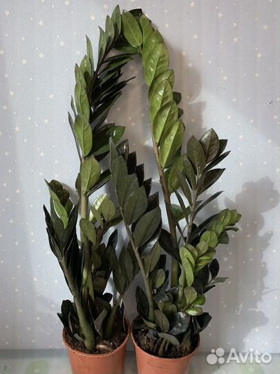 Хоя Клименсиорум 12/30см