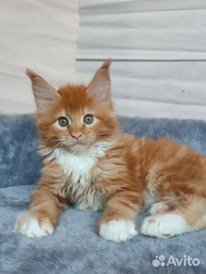 Мальчики мейн-кун