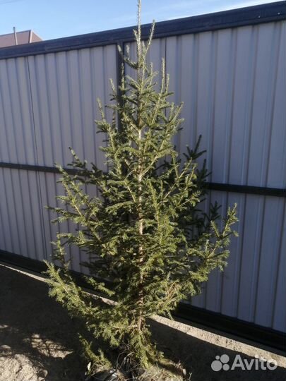 Ель саженцы от 50см до 2м