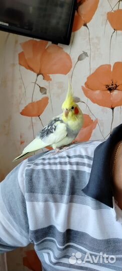 Попугай корелла