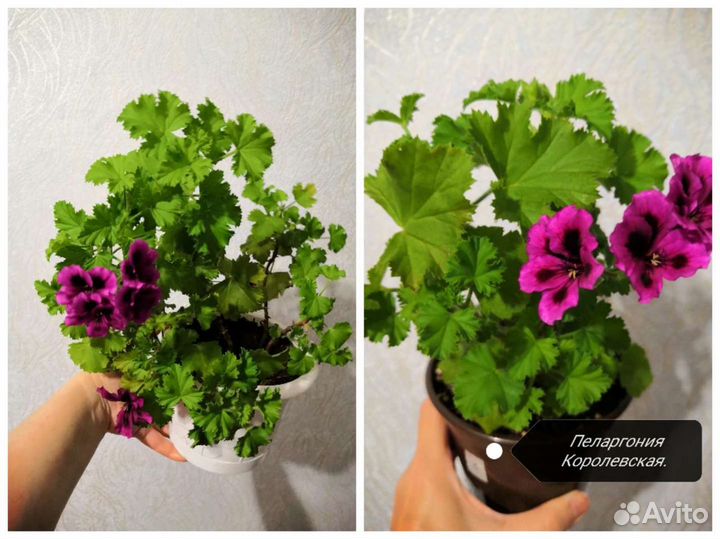 Комнатные цветы