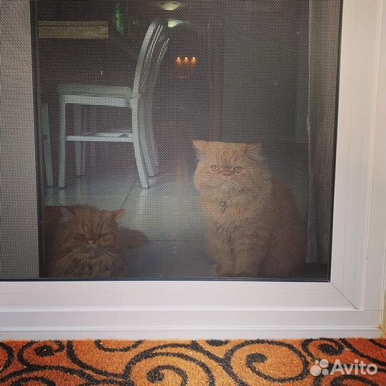 Москитные сетки