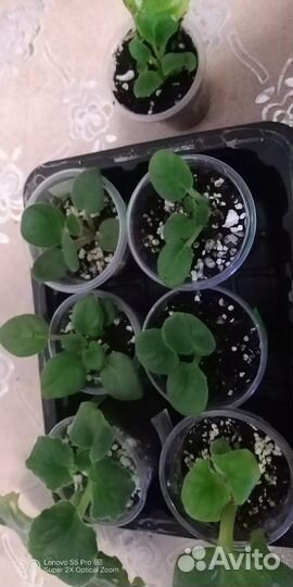 Наборы деток сортовых фиалок