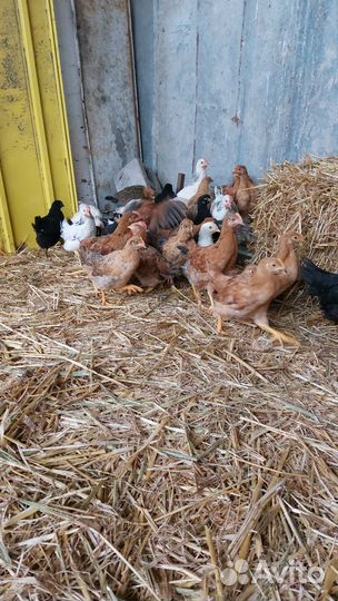 Куры несушки