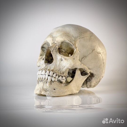 Модель черепа человека