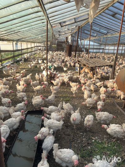 Куры несушки коралл