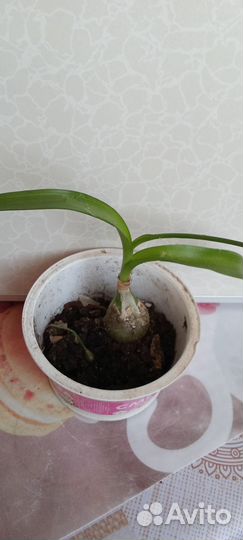 Индийский лук