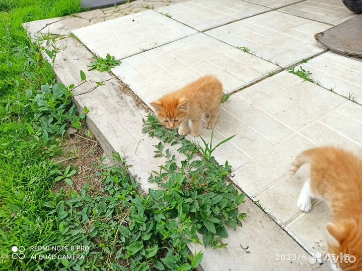 Кошечка в добрые руки