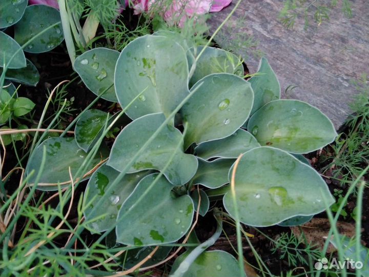 Хоста разные сорта