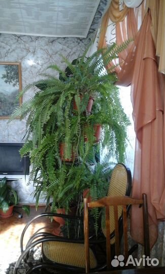 Продаю аспарагус и другие растения