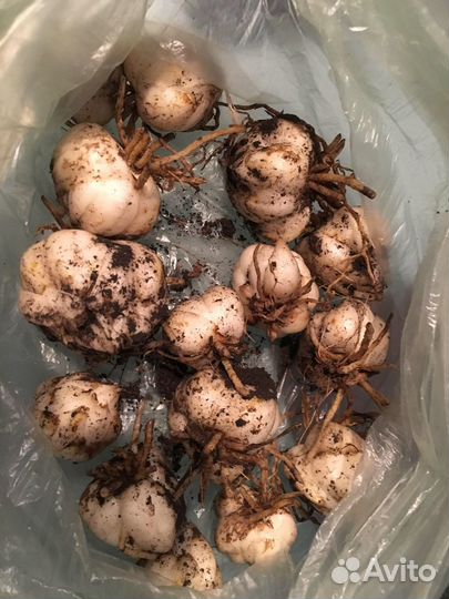 Луковицы лилий набором