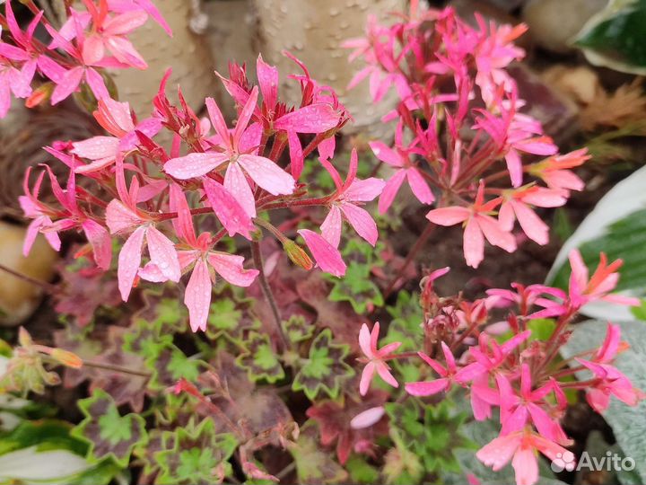 Пеларгония герань