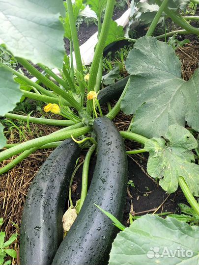 Кабачки домашние