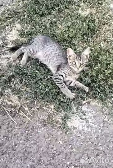 Котенок в добрые руки