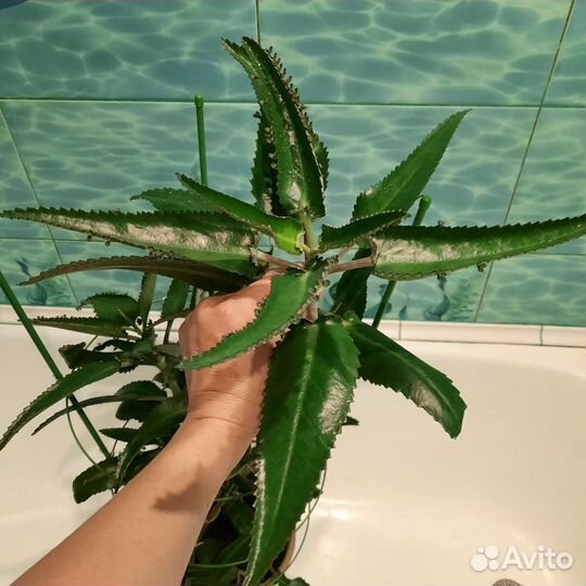 Каланхоэ