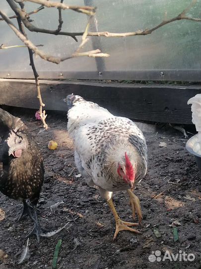 Петухи молодые