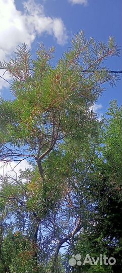 Саженцы облепихи