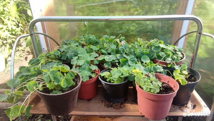 Кислица мартианская оксалис зеленый (редкий сорт)